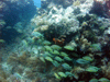Fish & Coral